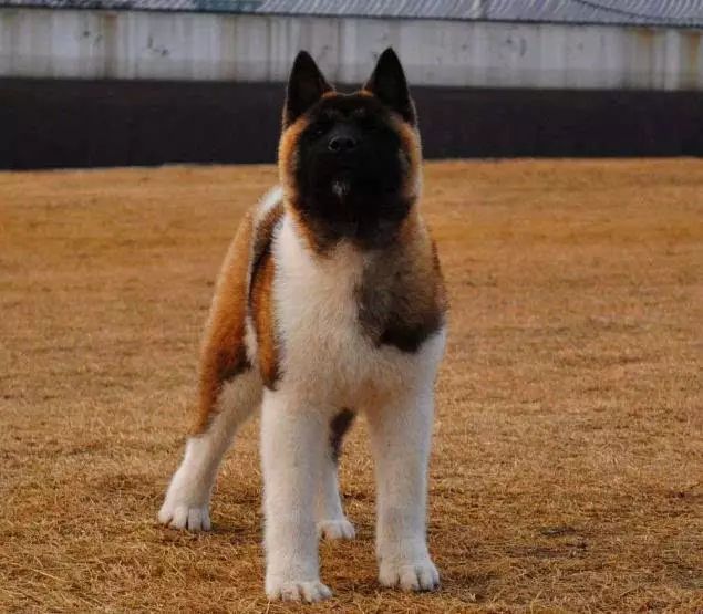 45只名犬排行,45种名犬您都认识吗