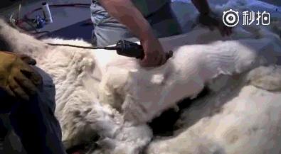 神兽羊驼吐口水,网络神兽羊驼一言不合吐口水