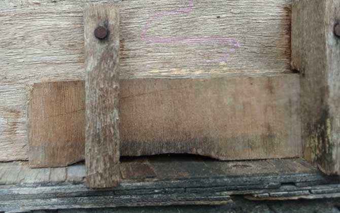 哈茨木霉菌防控蜜蜂病害,冬季蜜蜂怎么防病害的