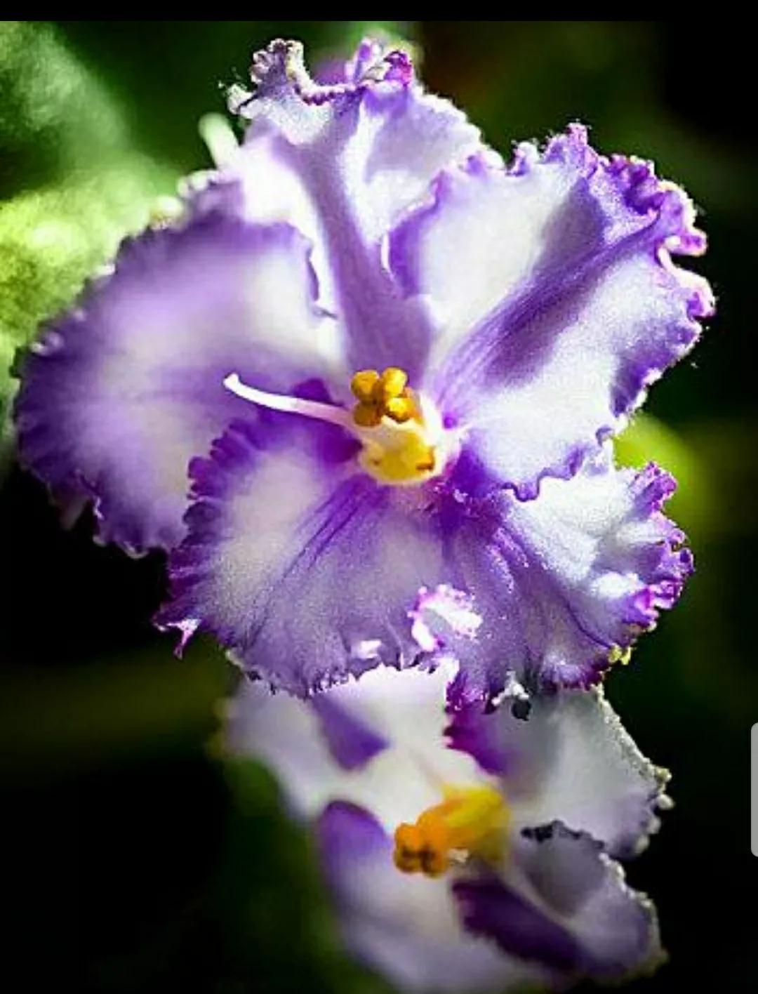 芳踪难觅濒危花！清新治愈篇：沙漠高原是吾家，豹子花的春天来了
