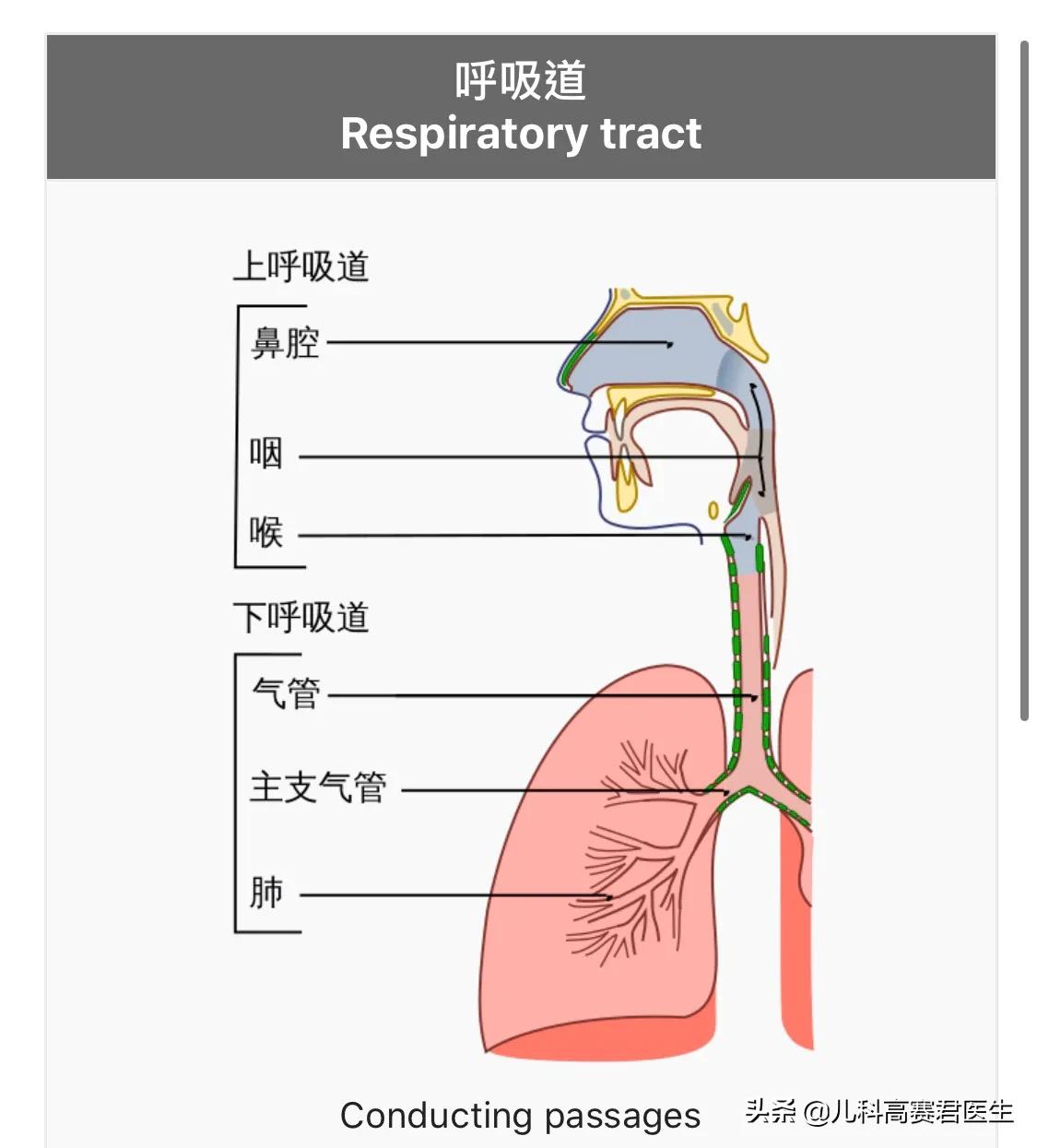 儿科医生咳嗽,宝宝咳嗽怎么办儿科医生