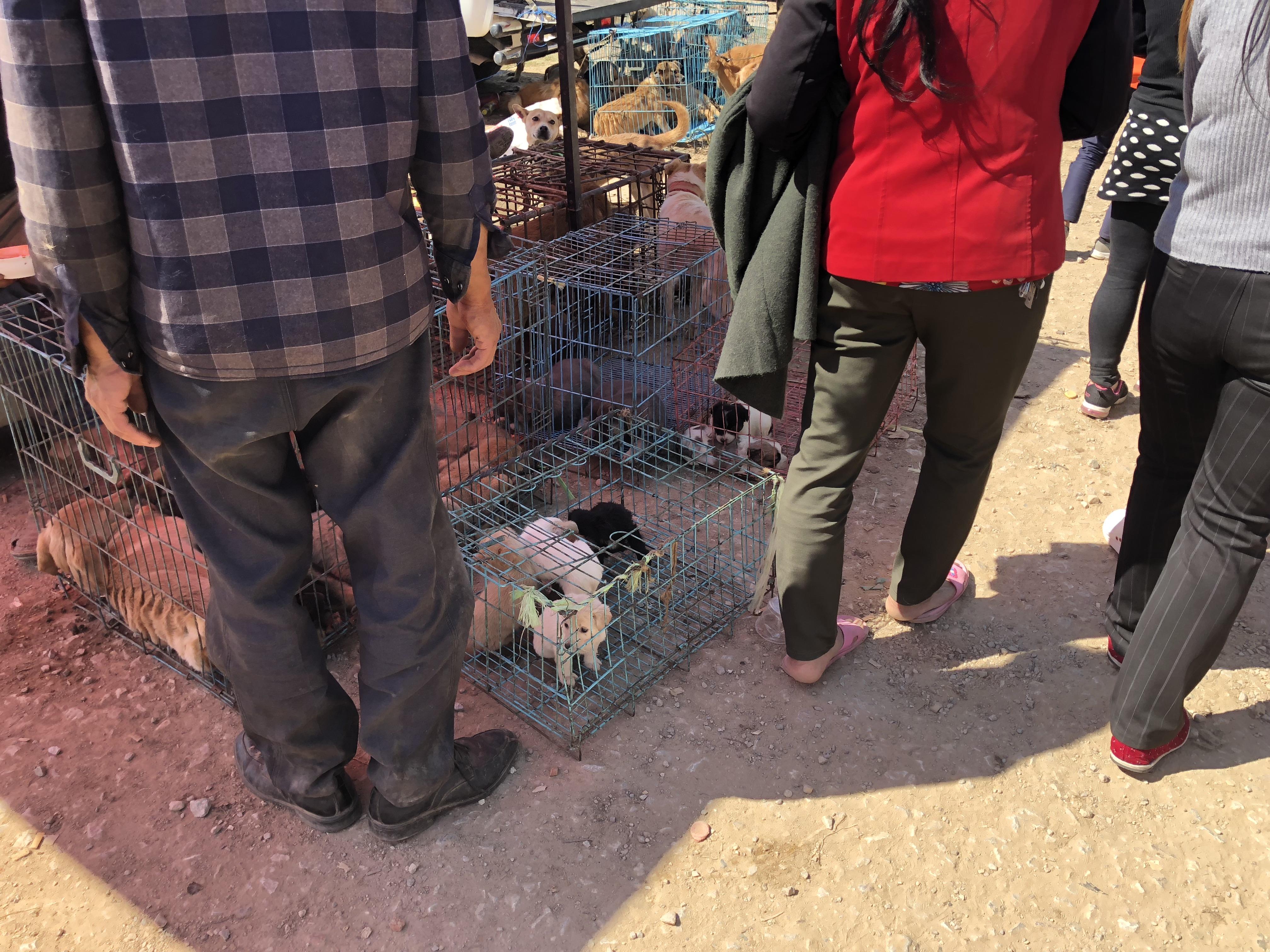 成年拉布拉多在市场能有多少钱,为什么拉布拉多价格不一样