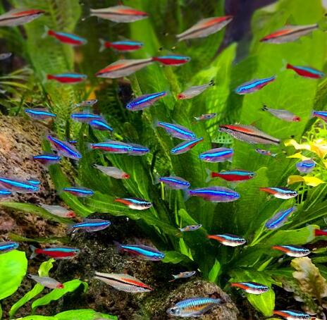 最适合新手养的小型淡水热带鱼,十大适合新手养的中大型热带鱼