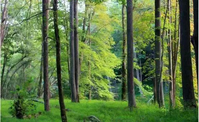 实木家具黑胡桃的介绍,木质家具黑胡桃优缺点