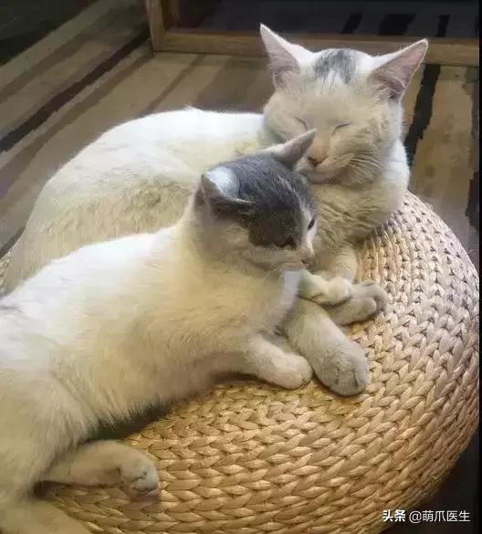 上海可带宠物入住的酒店推荐,怎么选宠物友好酒店房间