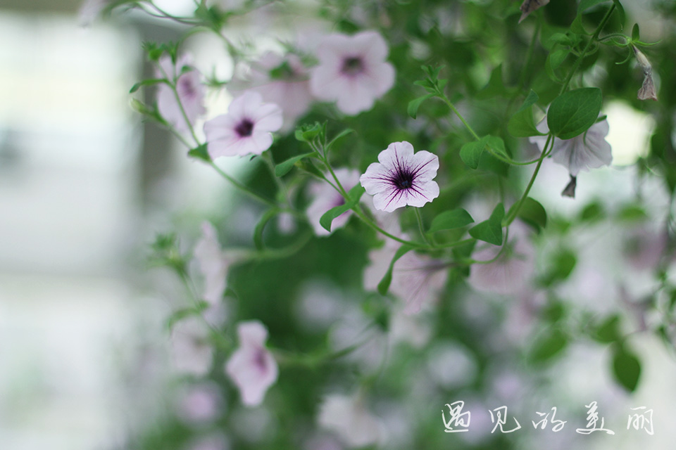 百万葵园有多坑,百万葵园免门票