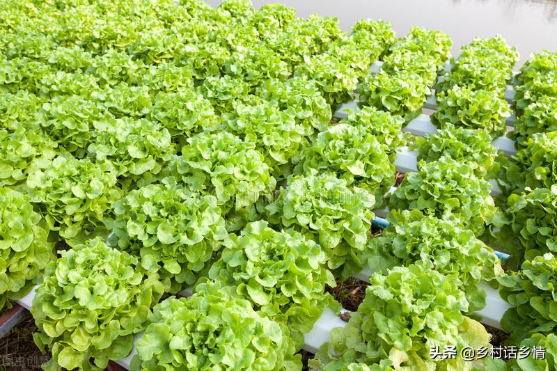 防治蚜虫有哪些特效方法？看我自己配制的，防虫防病又增产