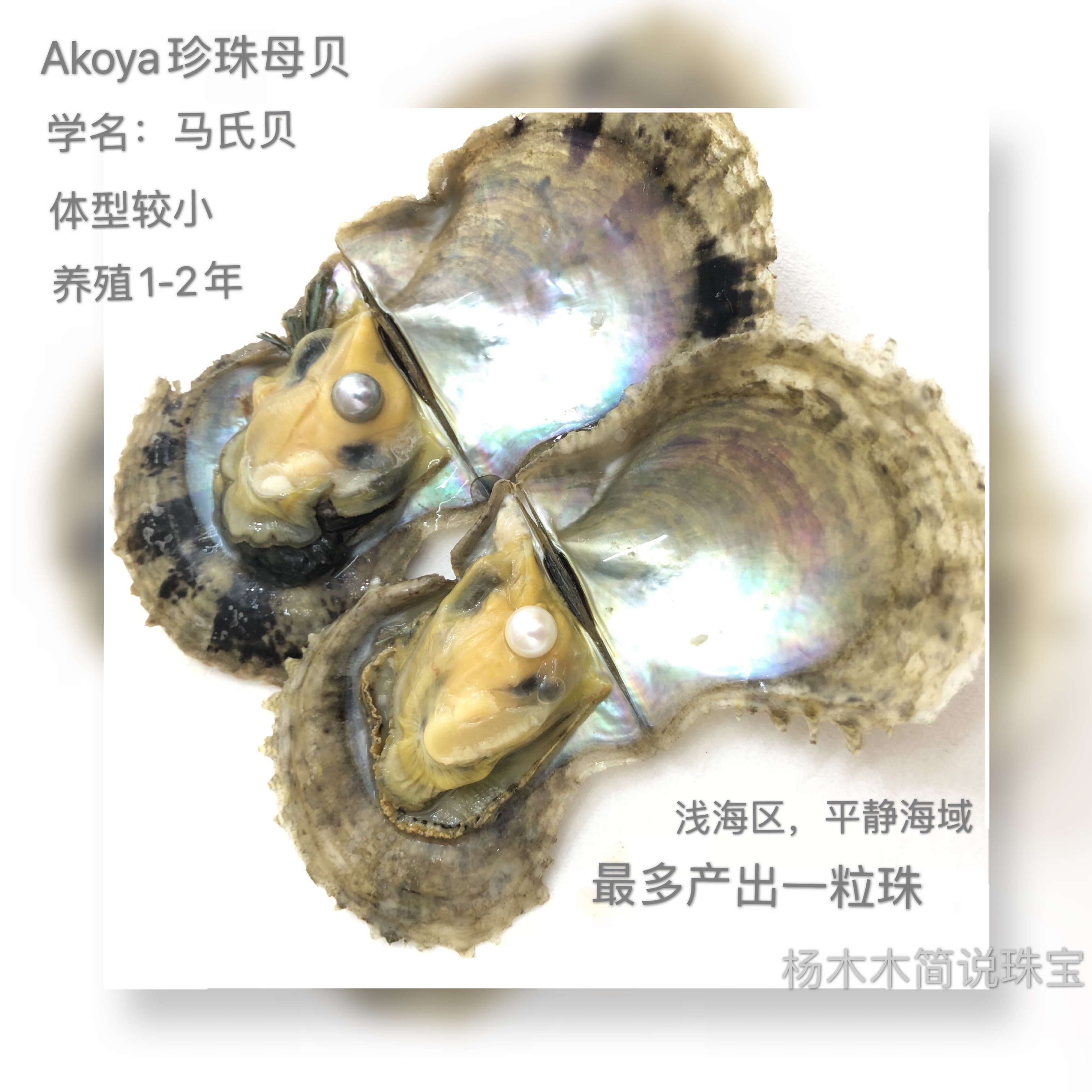 日本海水珍珠akoya等级,akoya珍珠日本官网