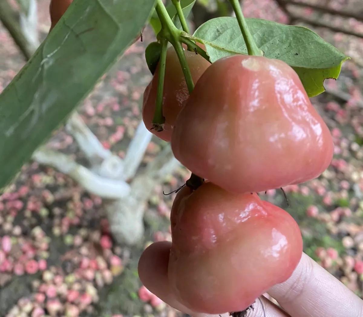 瑞丽一寨两国真实感受,瑞丽一寨两国水井