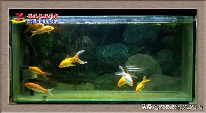 养鱼的朋友这边看，为什么你养的金鱼养不活？