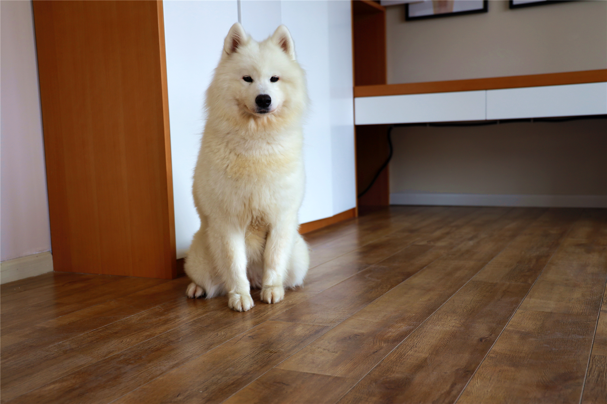 狗狗把自己烫伤后，记住不能用牙膏紧急处理，主人应学会正确方法