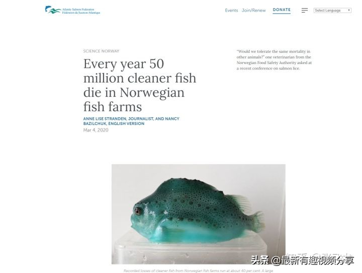 挪威三文鱼养殖环境恶劣纪录片,挪威三文鱼养殖环境恶劣新闻