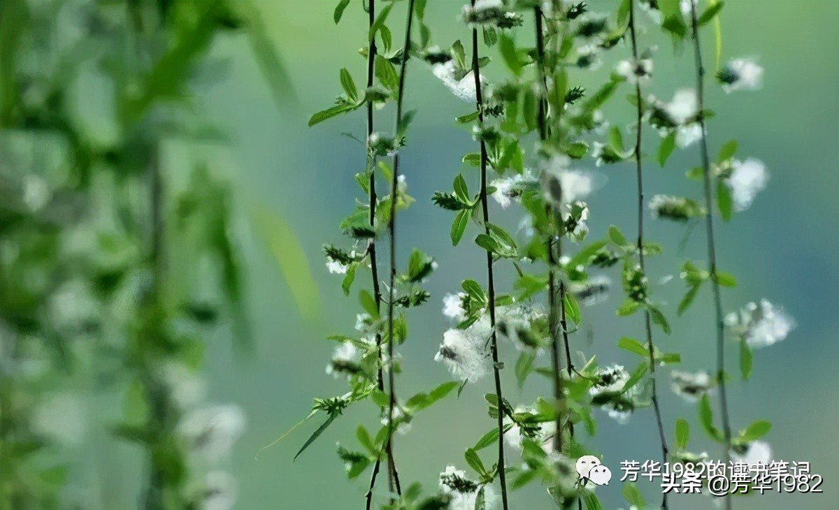 弹破庄周梦两翅驾东风,弹破庄周梦两翅驾东风三百座名园