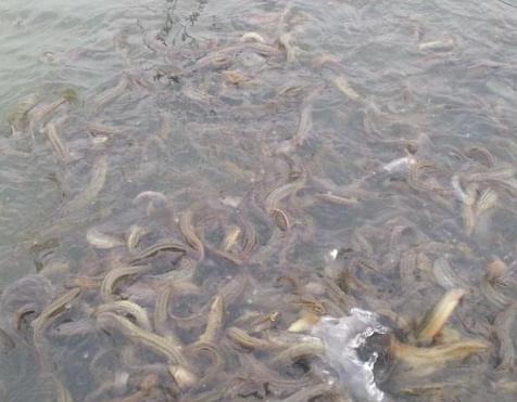 台湾泥鳅养殖方法及饲料配方,有机沼液泥鳅养殖技术