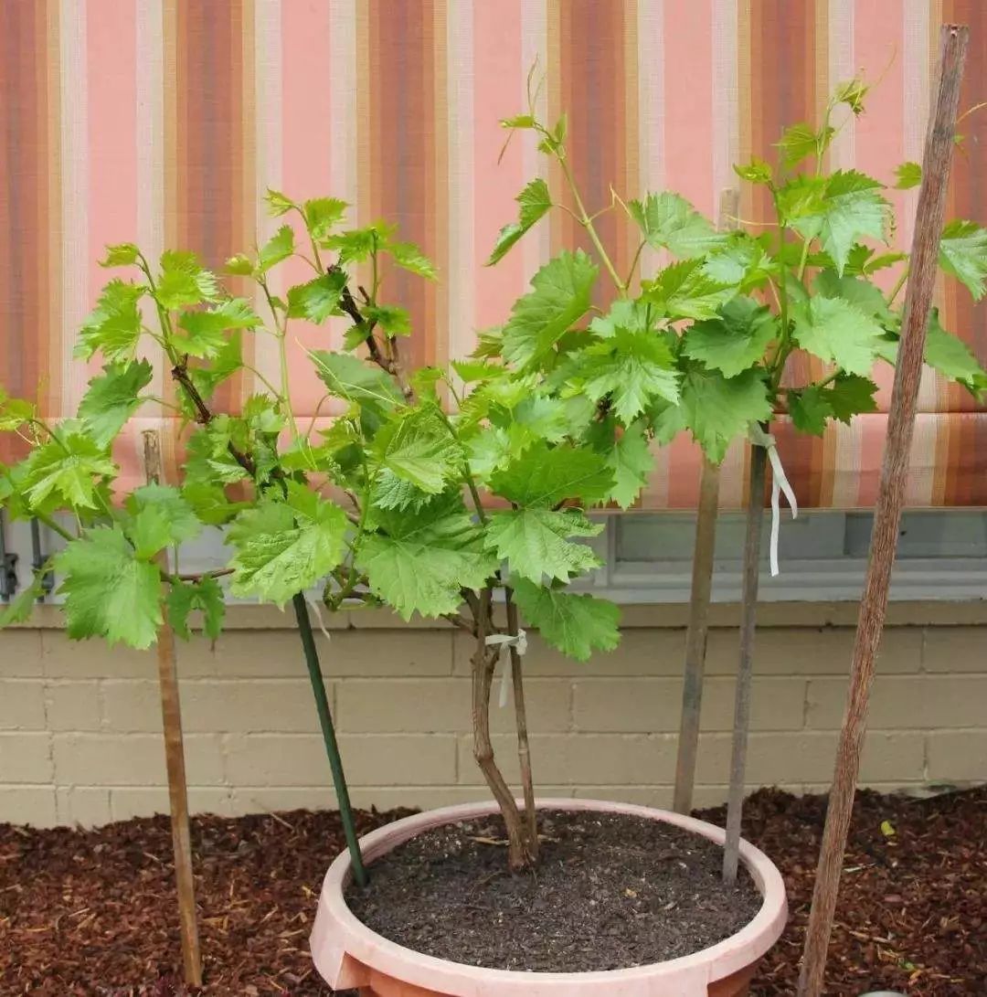 在阳台上种植葡萄要注意些什么,阳台种植葡萄的全过程