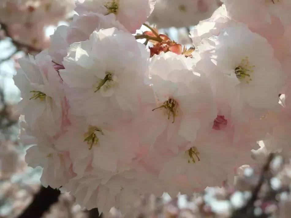 看到花的时候，不知是什么花？那就收下这份百花图谱
