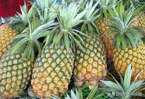 菠萝怎么种植才好吃,菠萝种植基地如何种菠萝