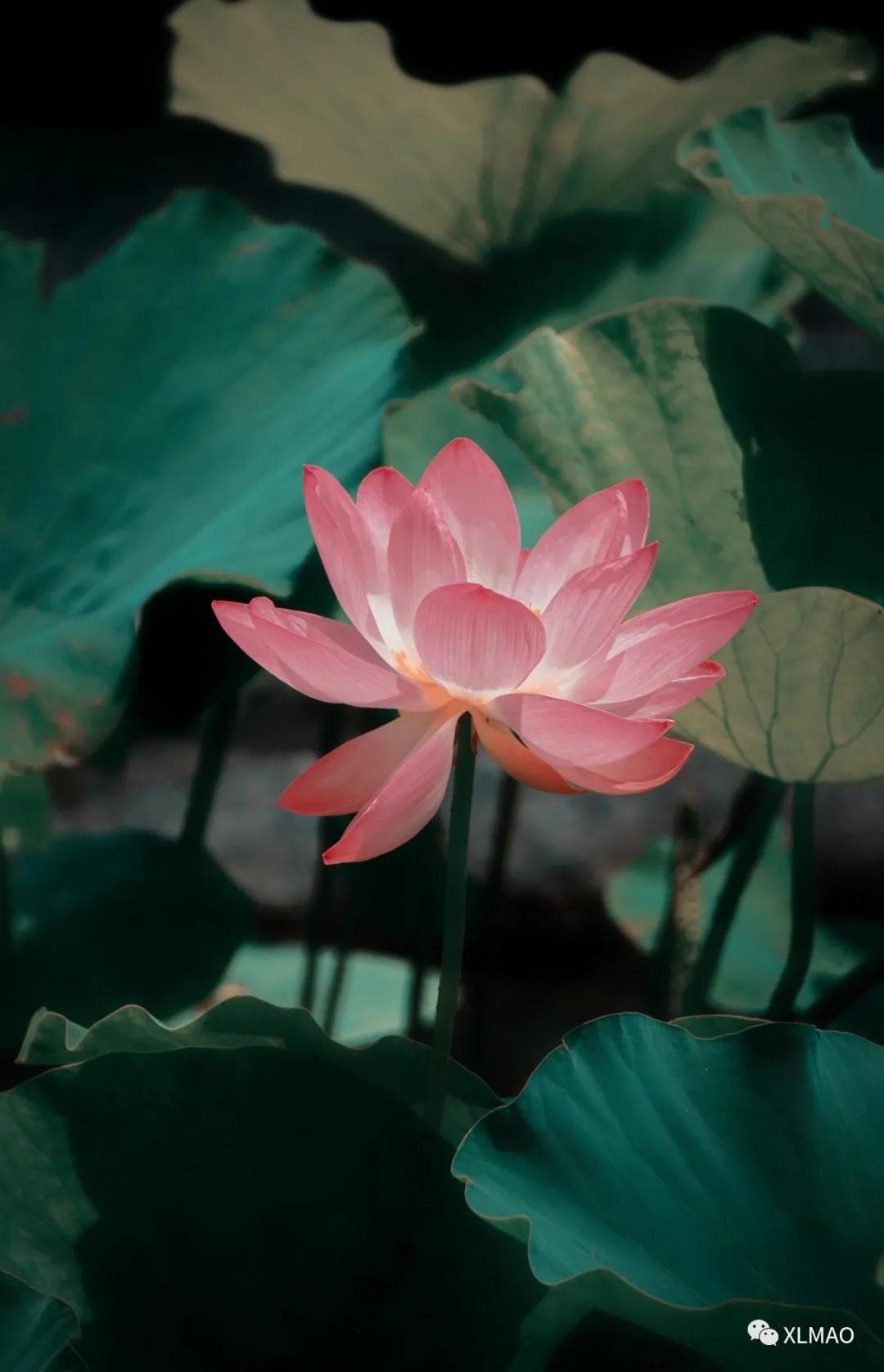 摄影爱好者的拍摄题材,一名业余摄影爱好者的简介