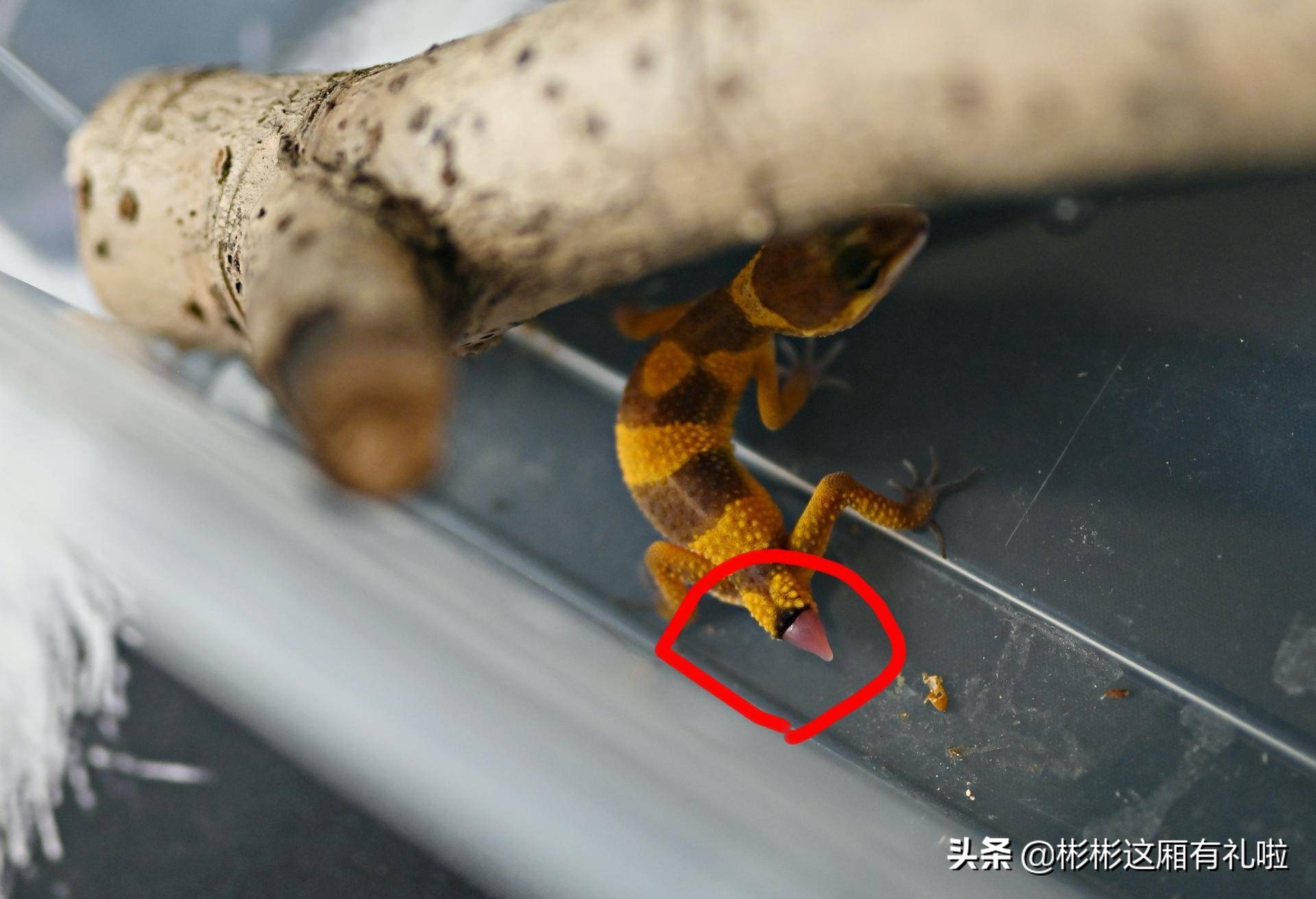 守宫新手养一只还是两只,守宫小白怎么养