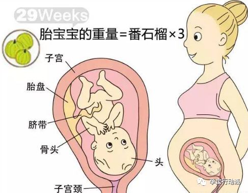 孕期指南第6周,孕期记录第38天