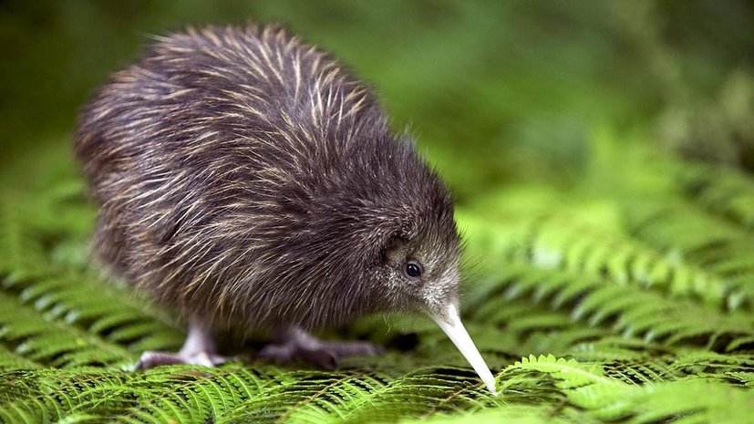 这种鸟没有翅膀和尾巴，蛋大如身体1/3，嘴上自带“生命探测器”
