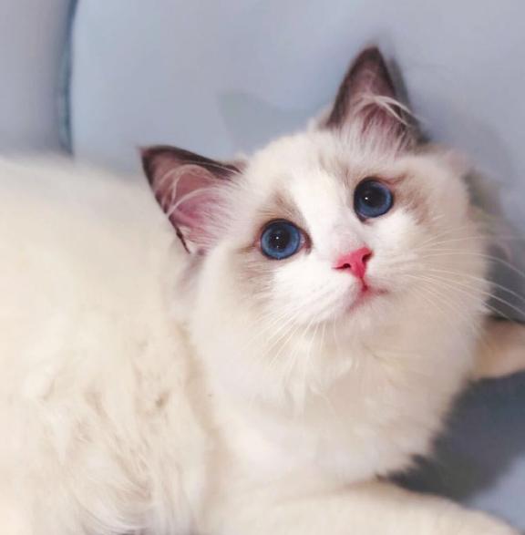 这几种猫咪千万要带回家,这五种猫咪越长越好看