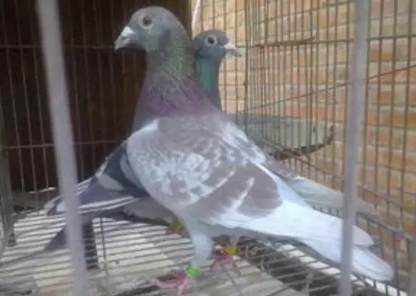 幼鸽跟老鸽子分棚的好处,信鸽种鸽散养好还是笼养好