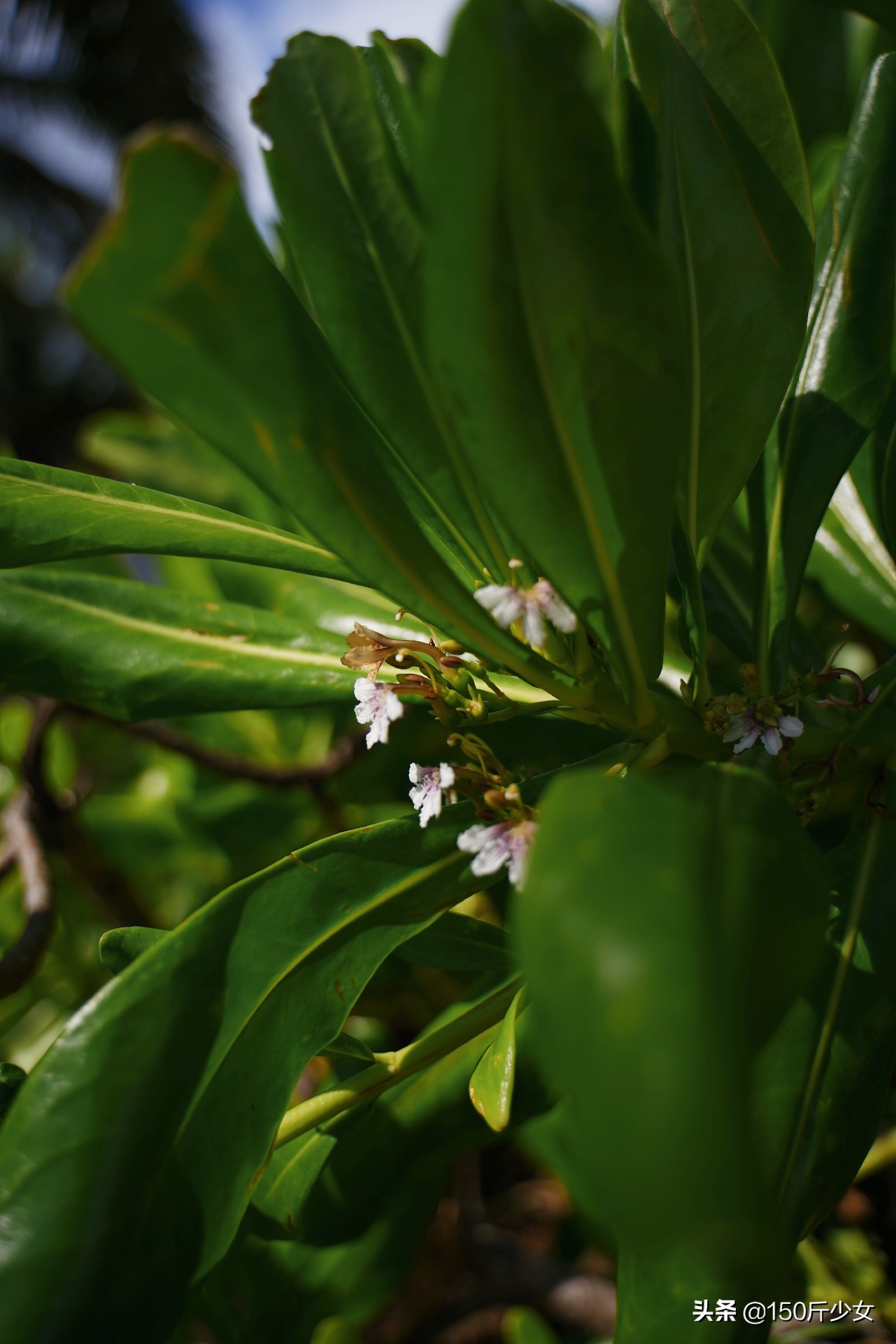 想念三亚的阳光和沙滩海浪,三亚期盼已久的大海