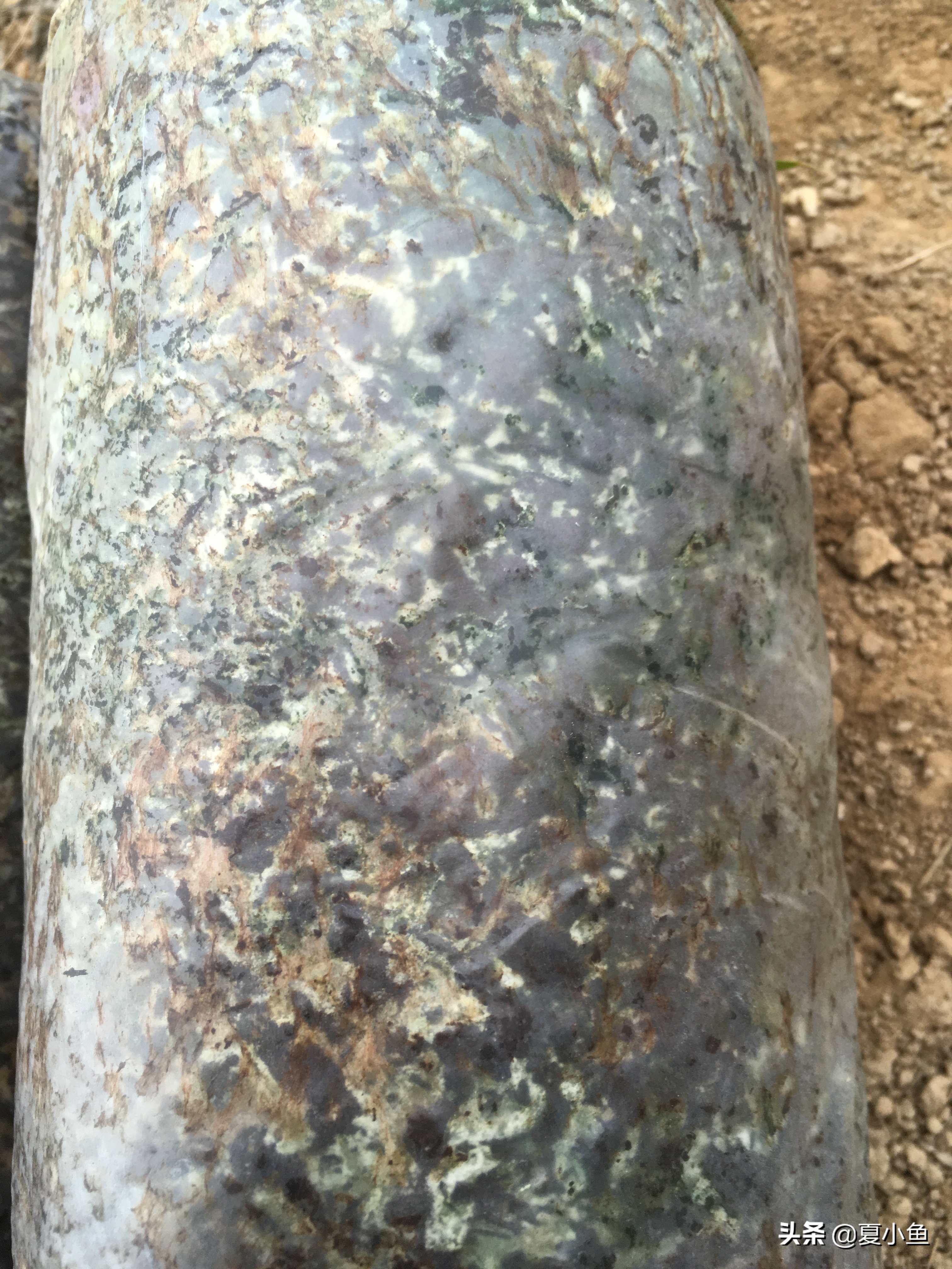 种植羊肚菌亏本的人多吗,羊肚菌种植技术与销路