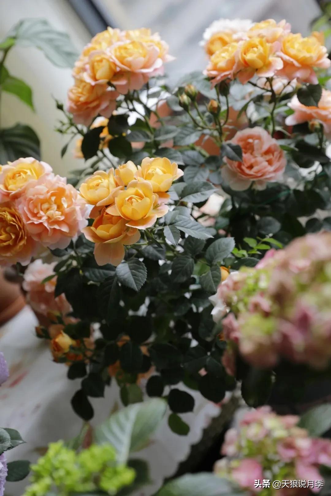 月季春季第一波花要不要剪,月季春季第一波花开后嫁接