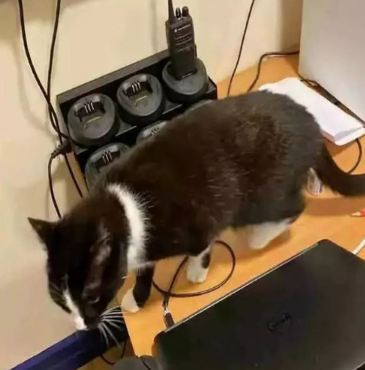 举报偷渡走私,偷渡被捕的猫