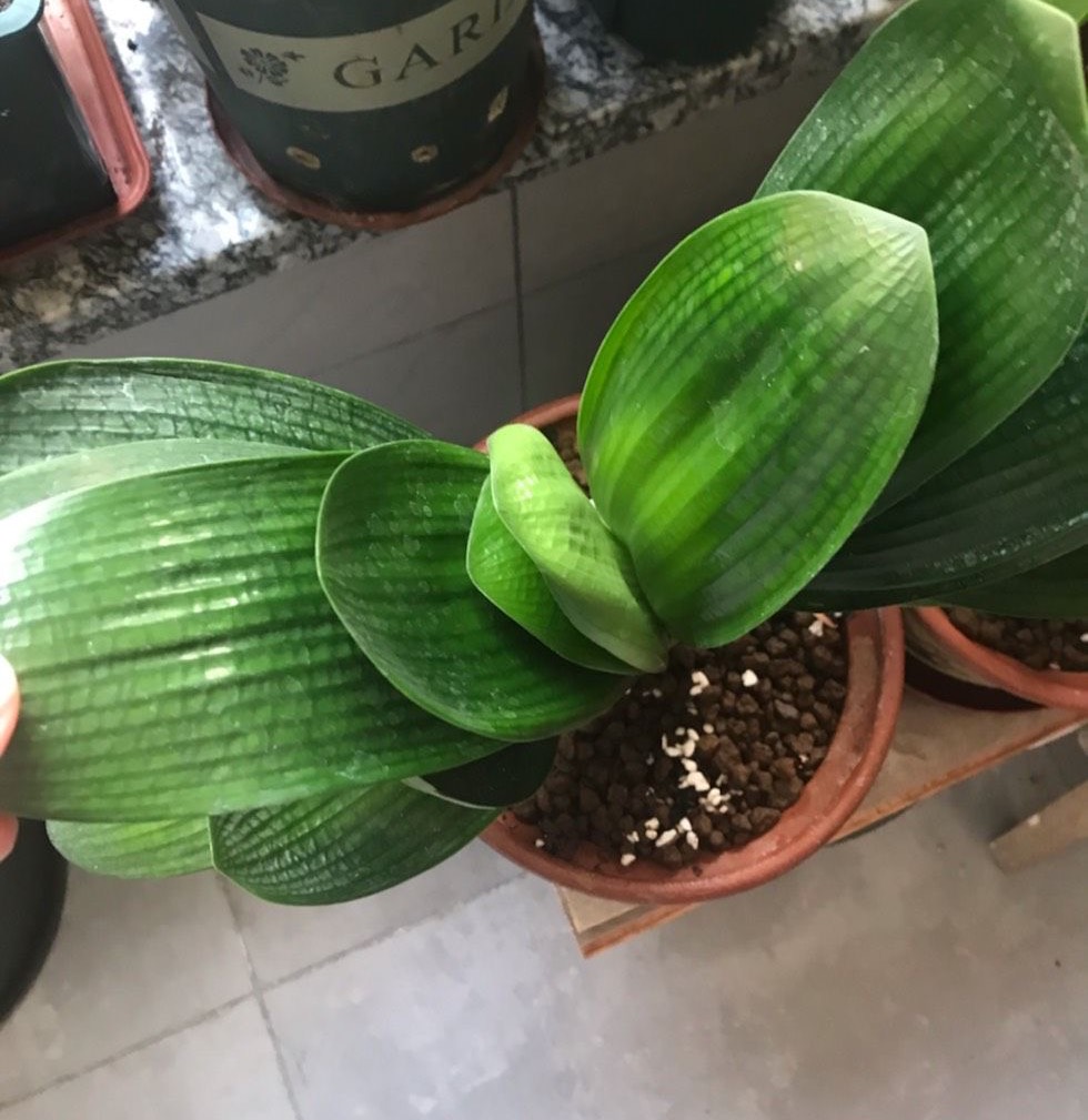 夏季养护好君子兰的八个注意事项,养君子兰注意4点度夏方法