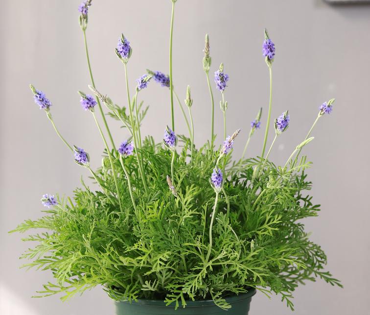 室外下水道反臭味解决办法,屋内下水道返水味怎样消除