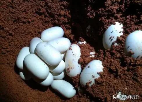 世界上最大的的蛇最怕什么,世界上最大的蛇和最危险的蛇