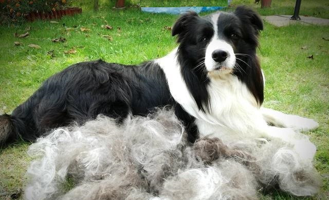 边境牧羊犬掉毛了怎么办,边境牧羊犬毛怎么打理