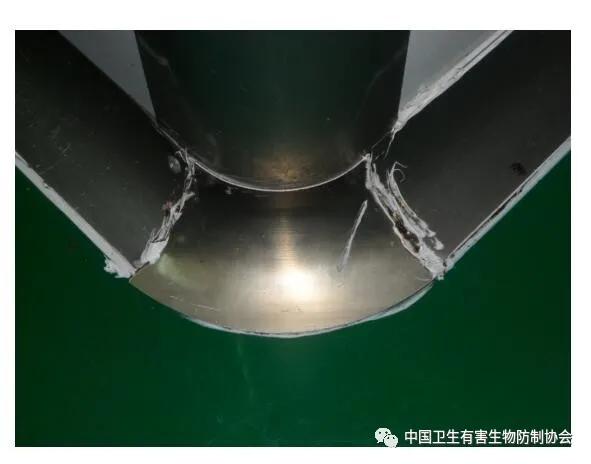 真相来了！食品厂封闭的洁净生产车间为什么会常出现隐翅虫？