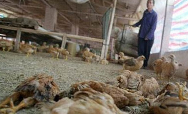 得鸡瘟的鸡还没死能食用吗,如果散养十多个鸡得了鸡瘟怎么办