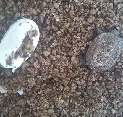 刚破壳的小乌龟怎样分雌雄,乌龟怎么分辨公母小草龟