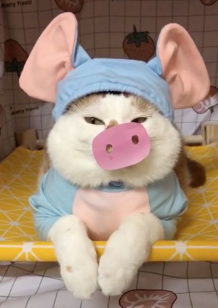 可可爱爱的猫狗,可可爱爱的流浪猫咪