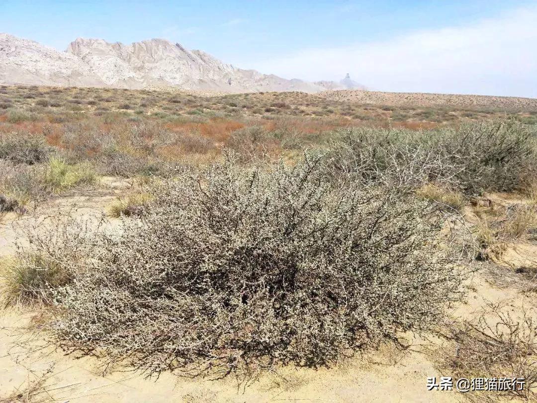 后海不是海解说,乌海号称乌金之海