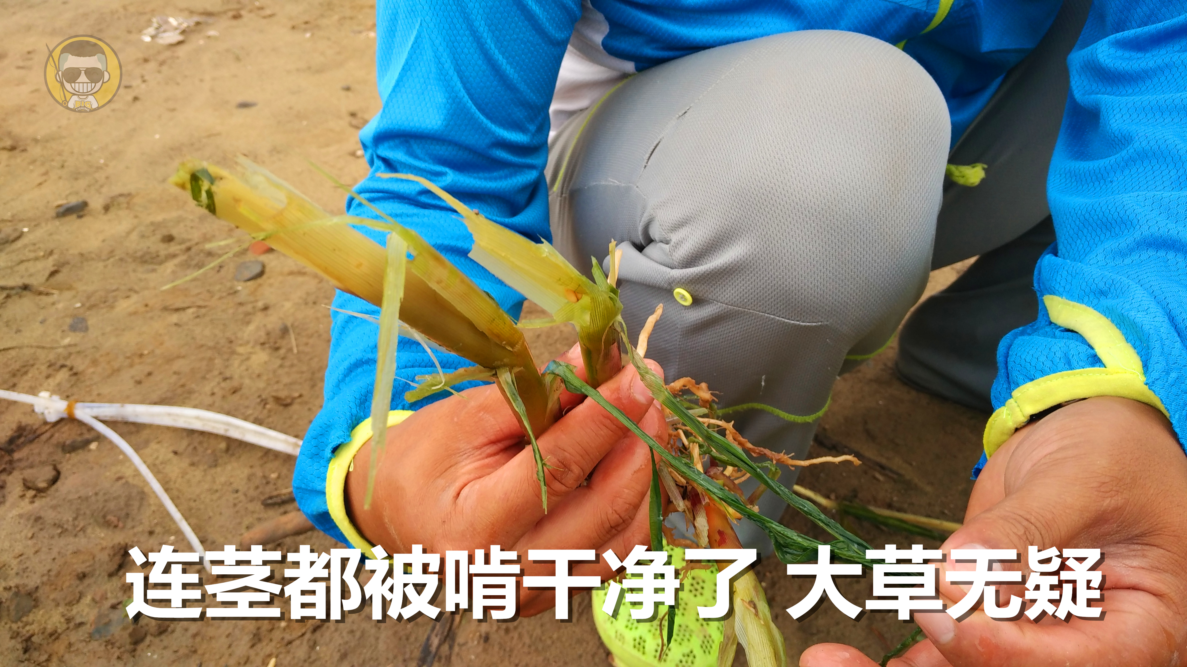 肥水草鱼窝料,综合塘草鱼窝料