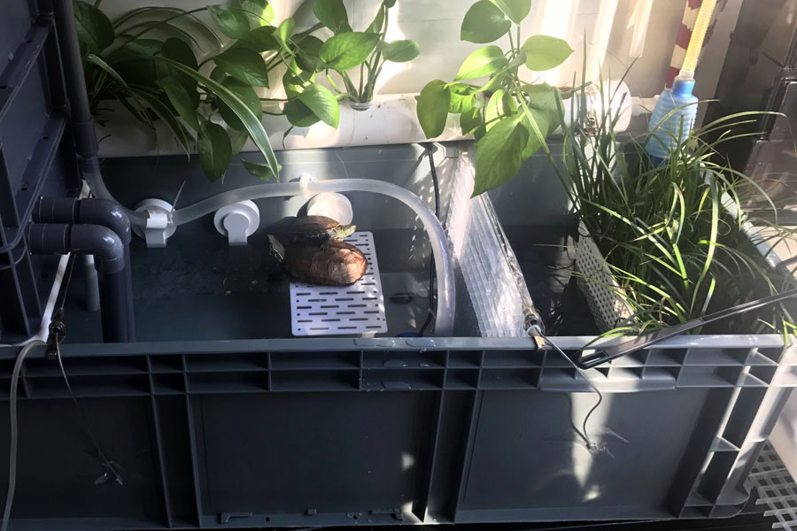 养龟不用植物怎样保持水质清洁,养龟的几种水质对龟的影响