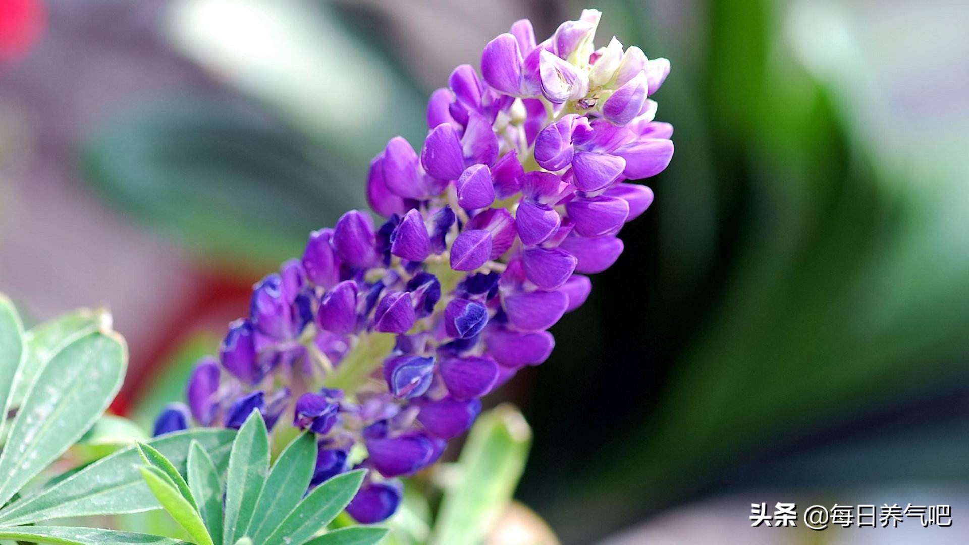 气能量Ⅱ篇12：文气的能量（连载1）