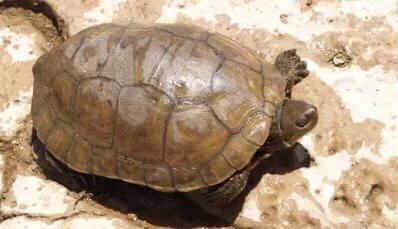 黄喉石龟图片大全,欧洲黄喉