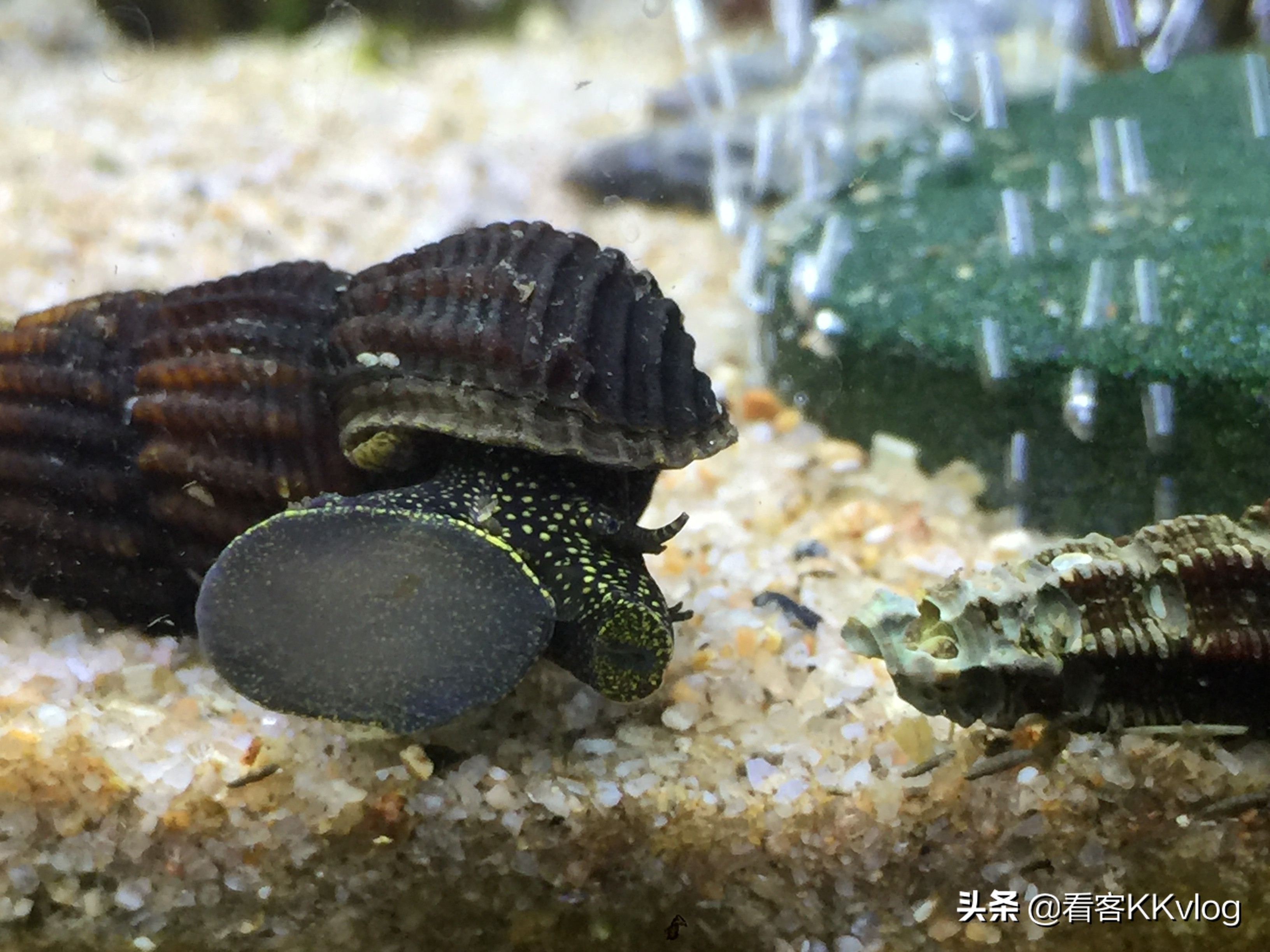 观赏螺卵图鉴,观赏螺的卵怎么养