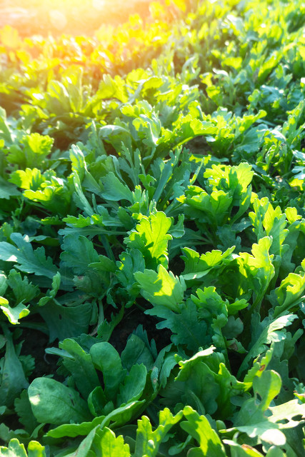 八月份最适合种的蔬菜,八月份都种什么蔬菜最合适南方