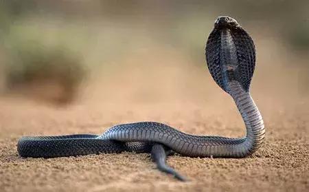 义务兵野外驻训需要带什么,野外训练兵哥哥都干什么