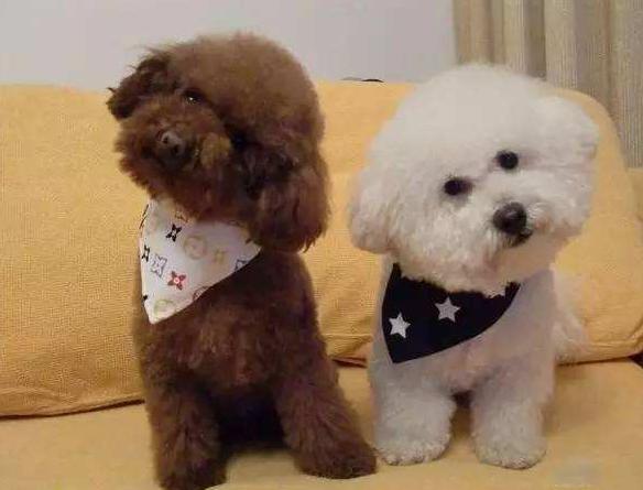 泰迪犬讨厌你的时候还会说话吗,泰迪撒娇方式