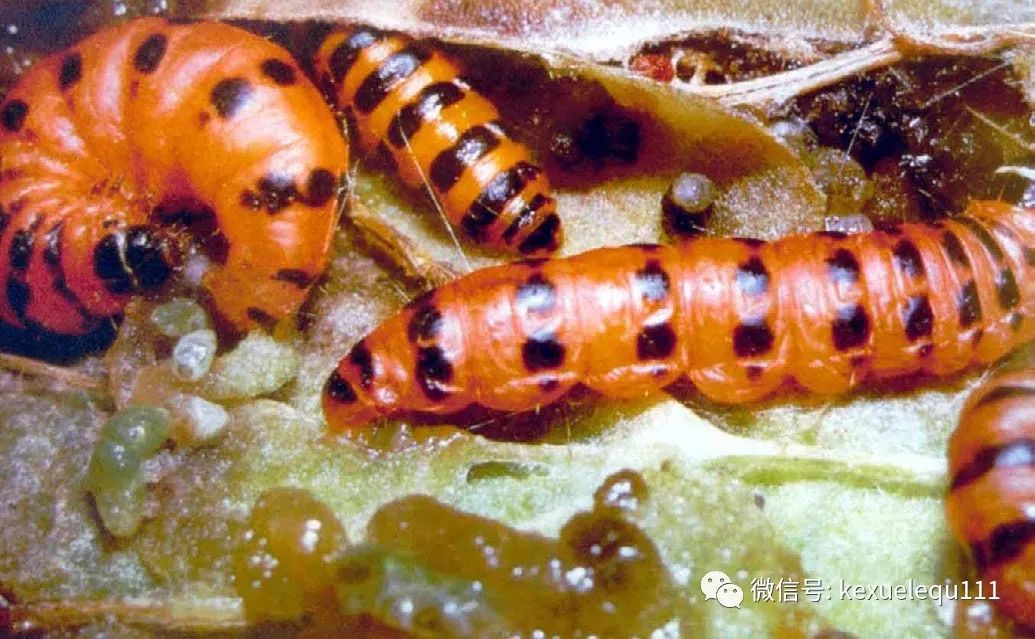 杀死兔子的方法,杀死兔子有什么后果