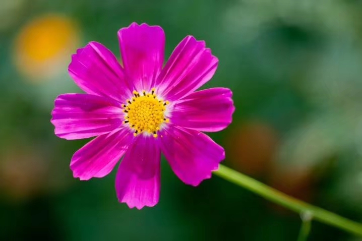 中国诗歌周刊新诗美韵第199期,中国诗歌周刊七十八期